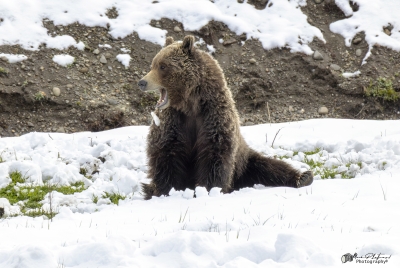 Grizzly Quill G288 YNP May 2025